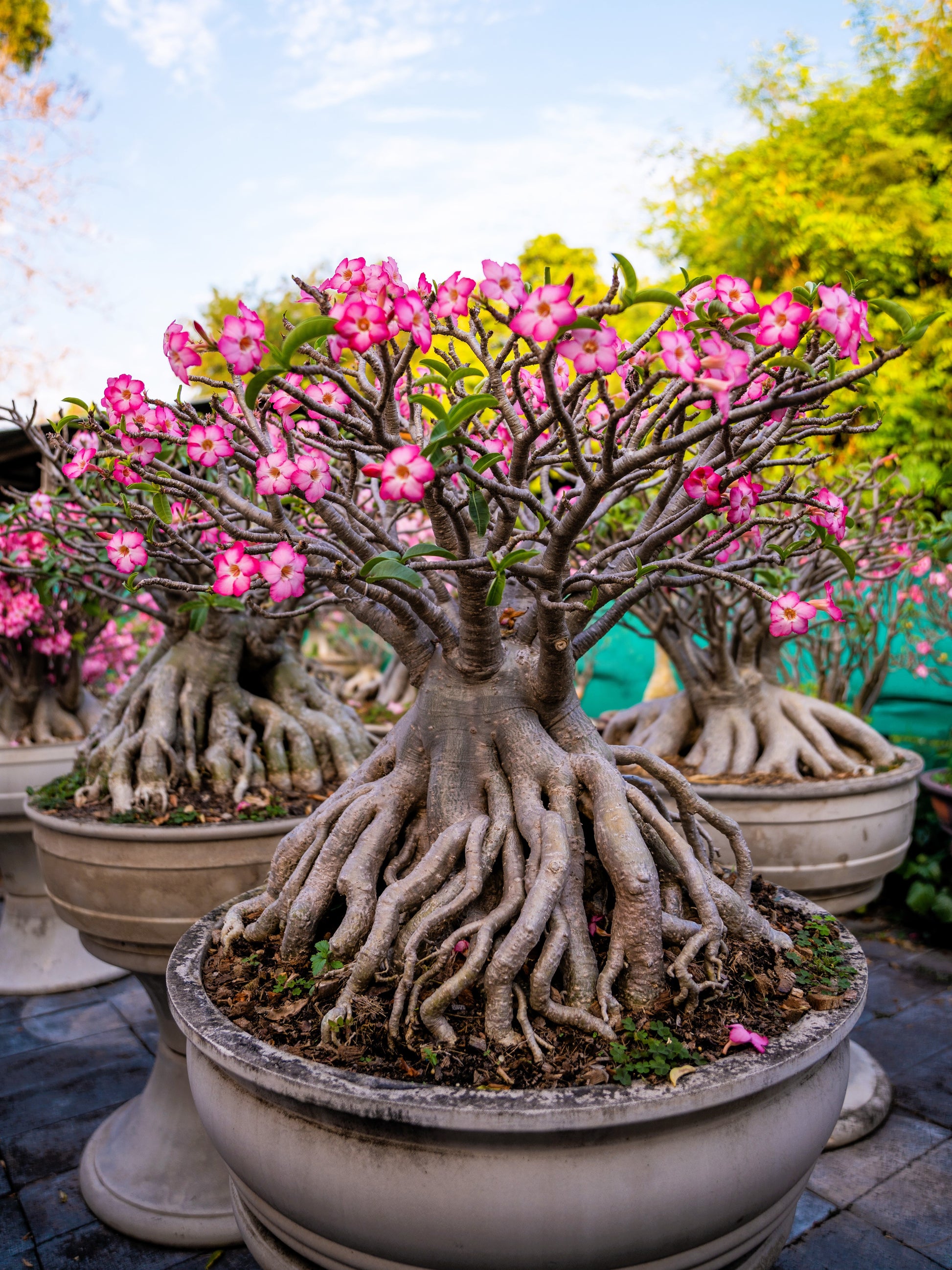10 Mixed DESERT ROSE / ADENIUM Obesum African Houseplant Flower Seeds –  Seedville USA