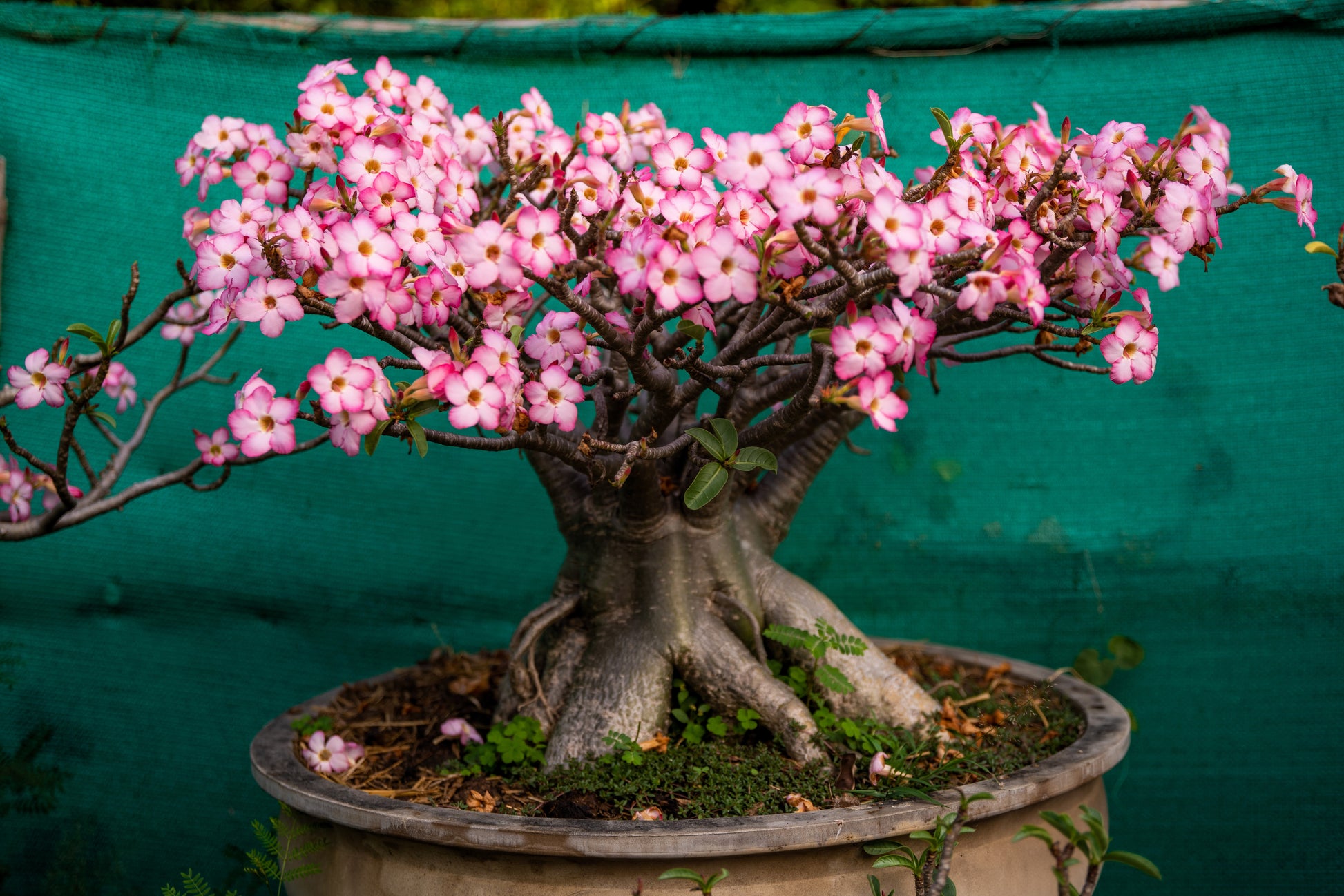 adenium obesum desert rose seeds 10 Mixed DESERT ROSE / ADENIUM Obesum African Houseplant Flower Seeds – Seedville USA