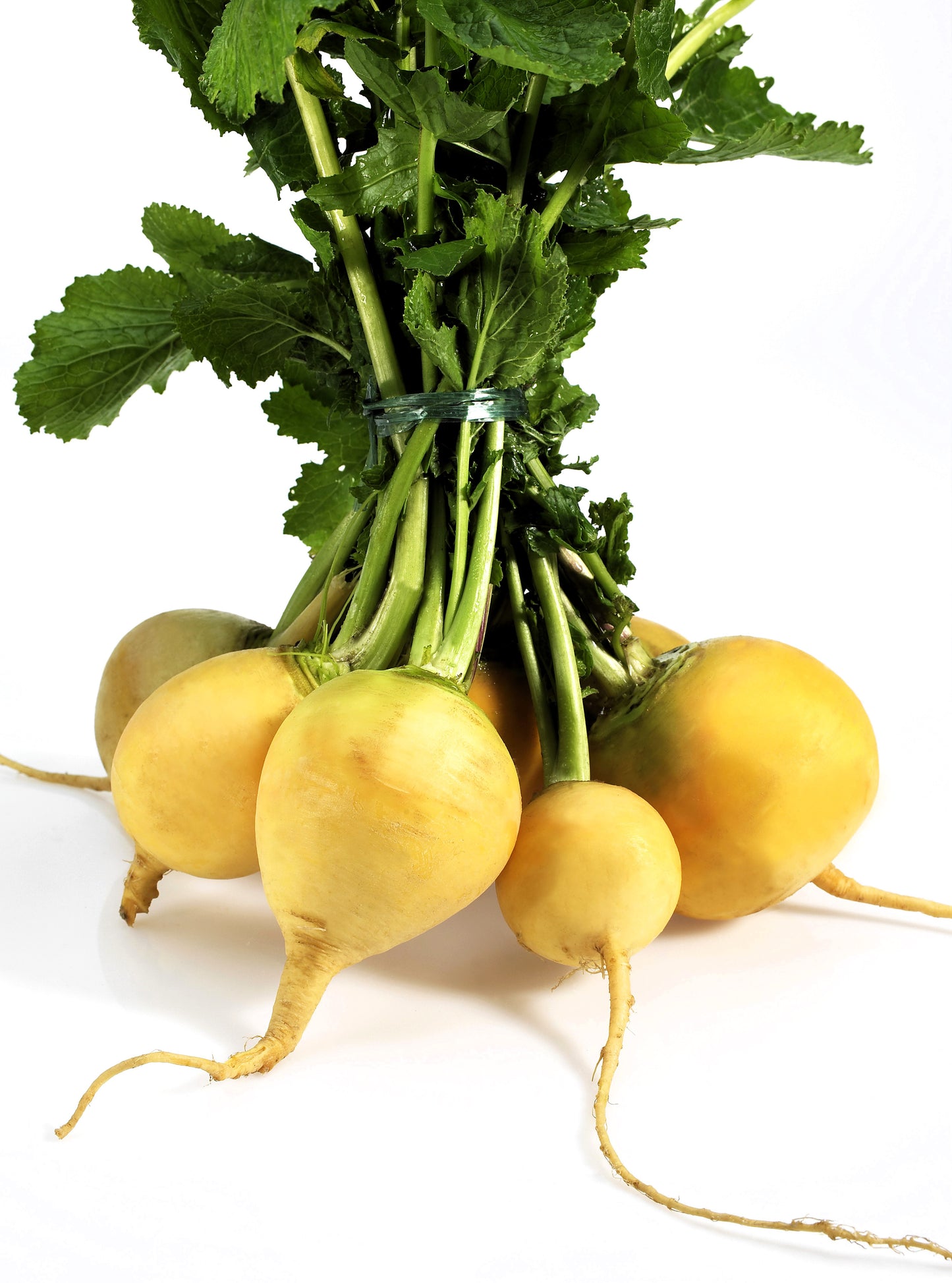 1000 GOLDEN BALL TURNIP Heirloom Yellow Brassica Rapa Root Vegetable Seeds