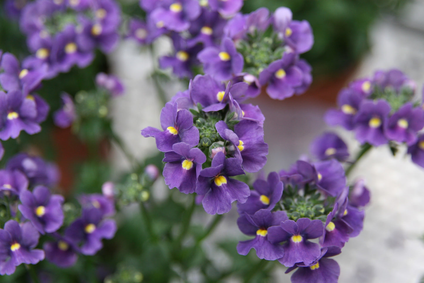 50 BLUE GEM NEMESIA Strumosa Flower Seeds