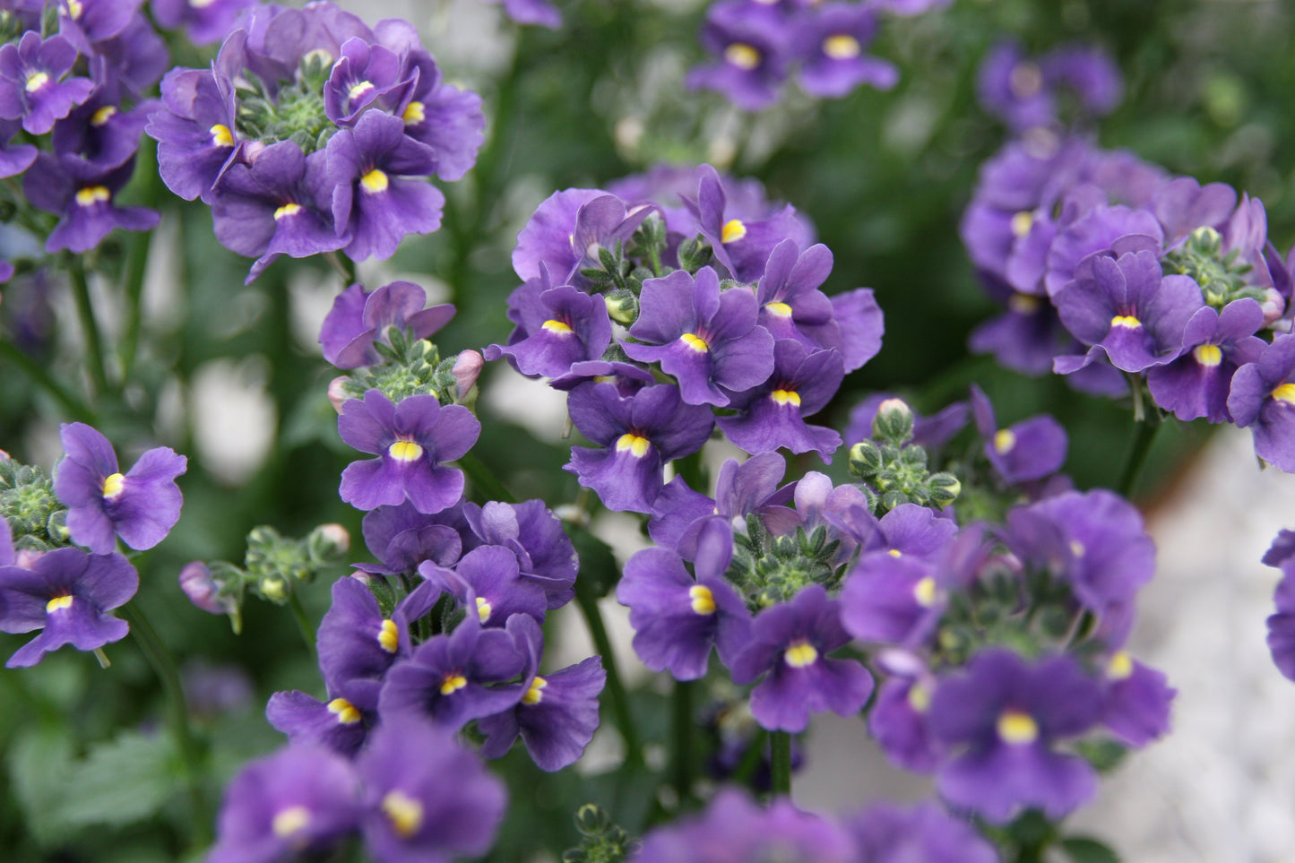 50 BLUE GEM NEMESIA Strumosa Flower Seeds