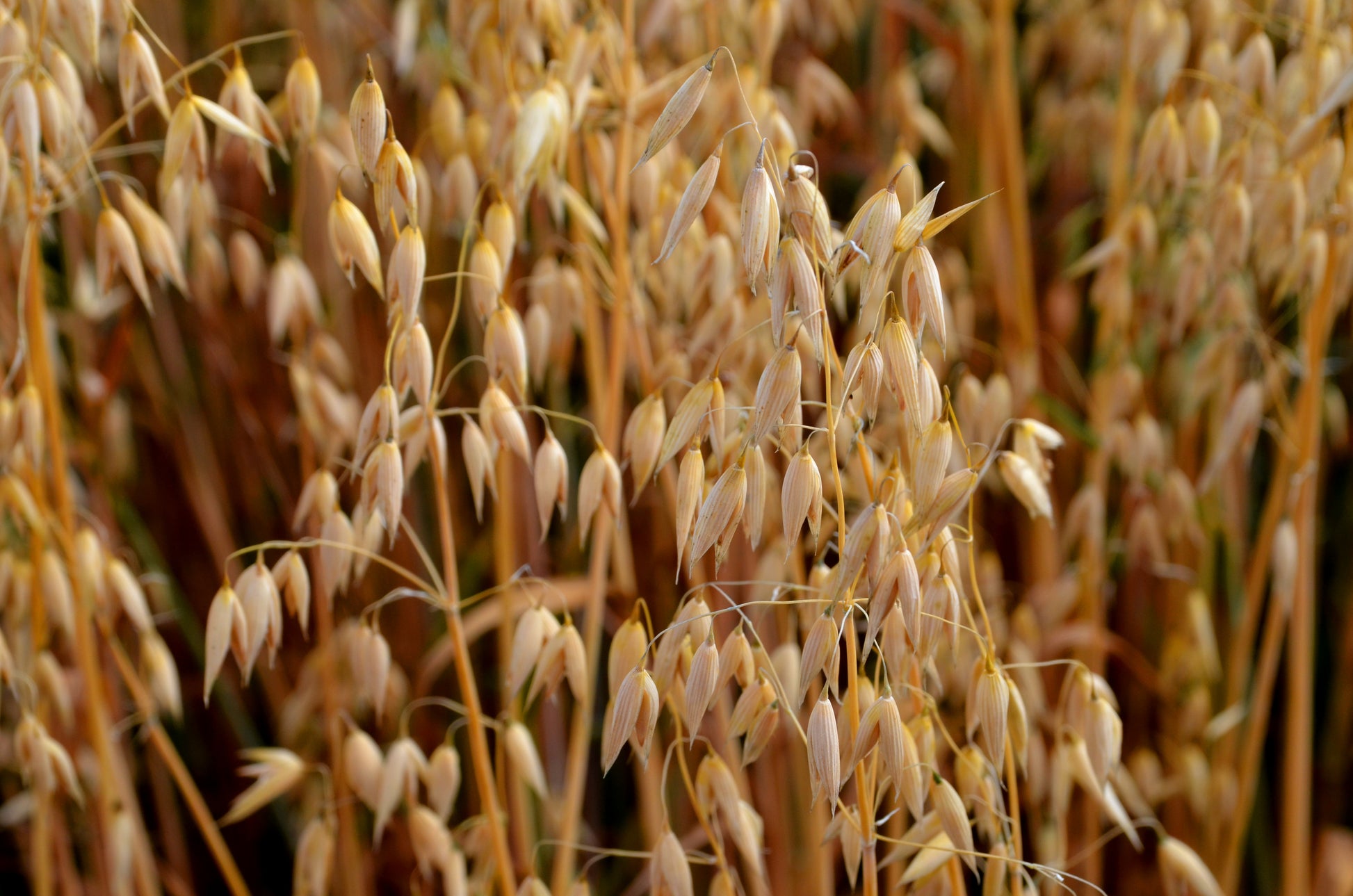 whole oat seeds for planting 200 ORGANIC OAT Oats Avena Sativa Grain Vegetable Seeds – Seedville USA