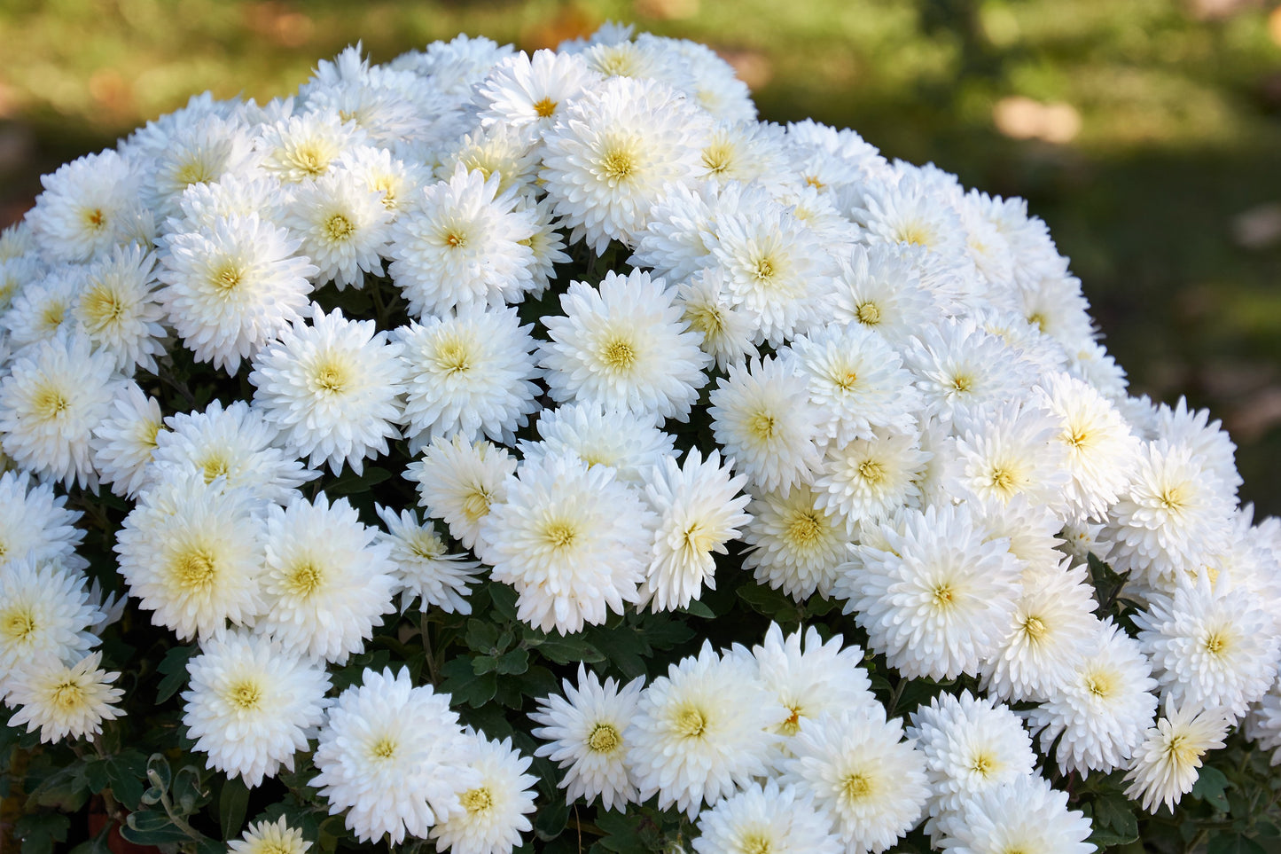 50 Mixed Colors INDIAN CHRYSANTHEMUM Indicum Hardy Mum Double Red Yellow Pink Orange Purple Bicolor Flower Seeds