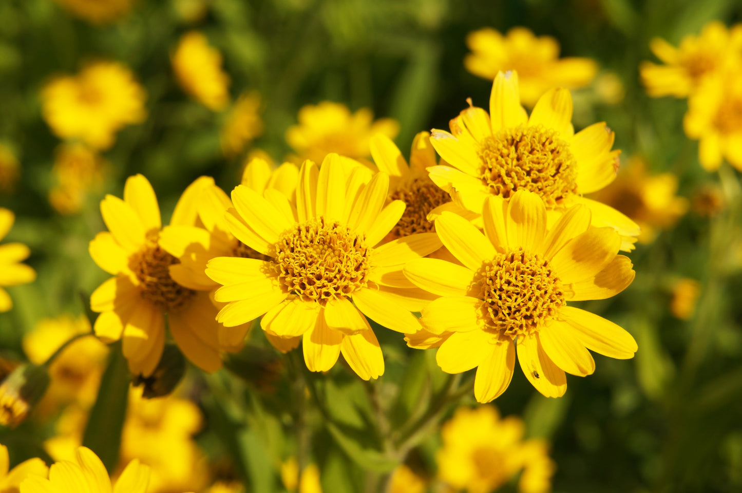 20 MEADOW ARNICA Chamissonis Silver American Native Yellow Flower Herb Seeds