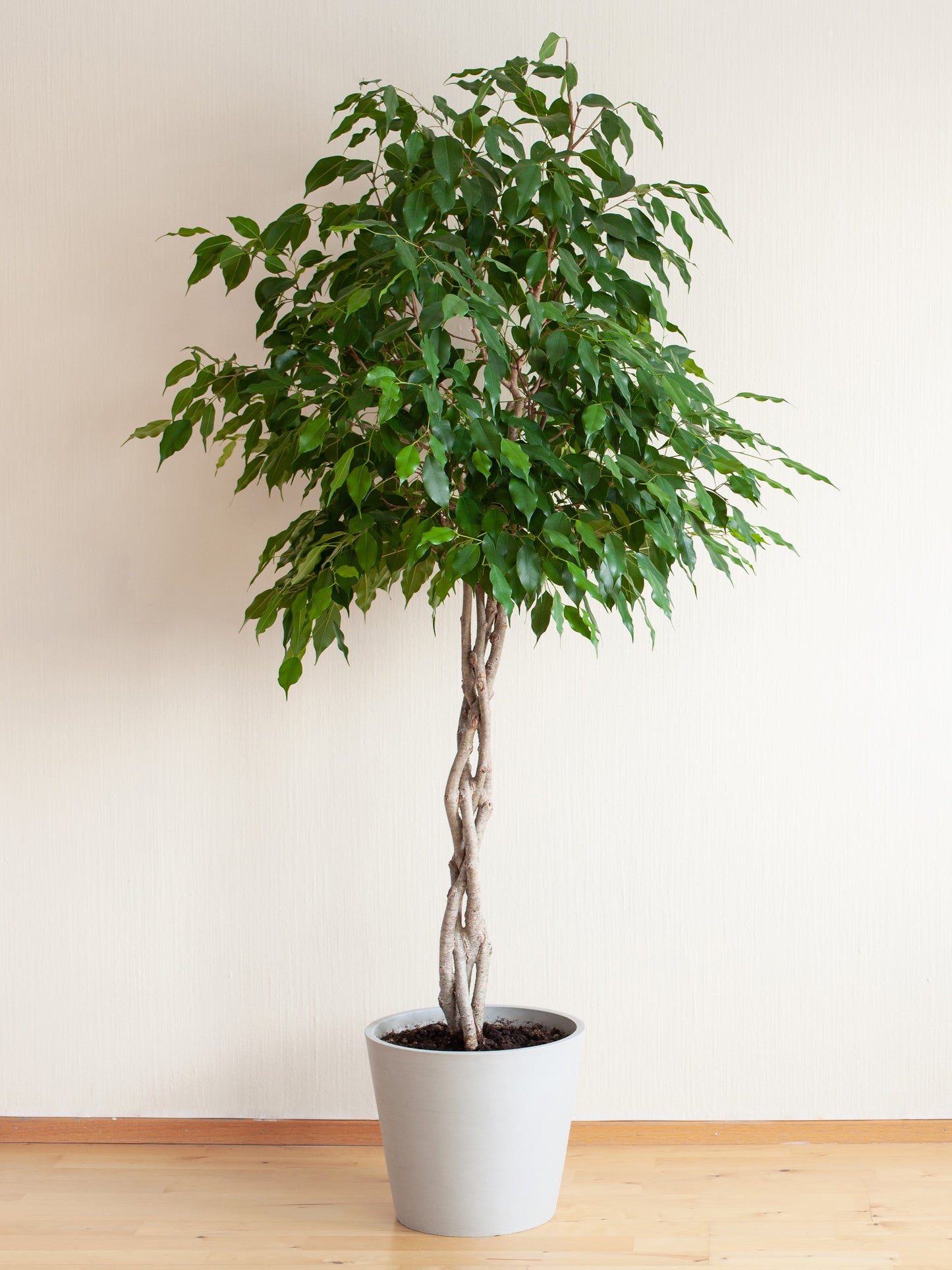 braided rubber tree 50 WEEPING FIG Ficus Benjamina Benjamin Indian Rubber Tree Houseplant – Seedville USA