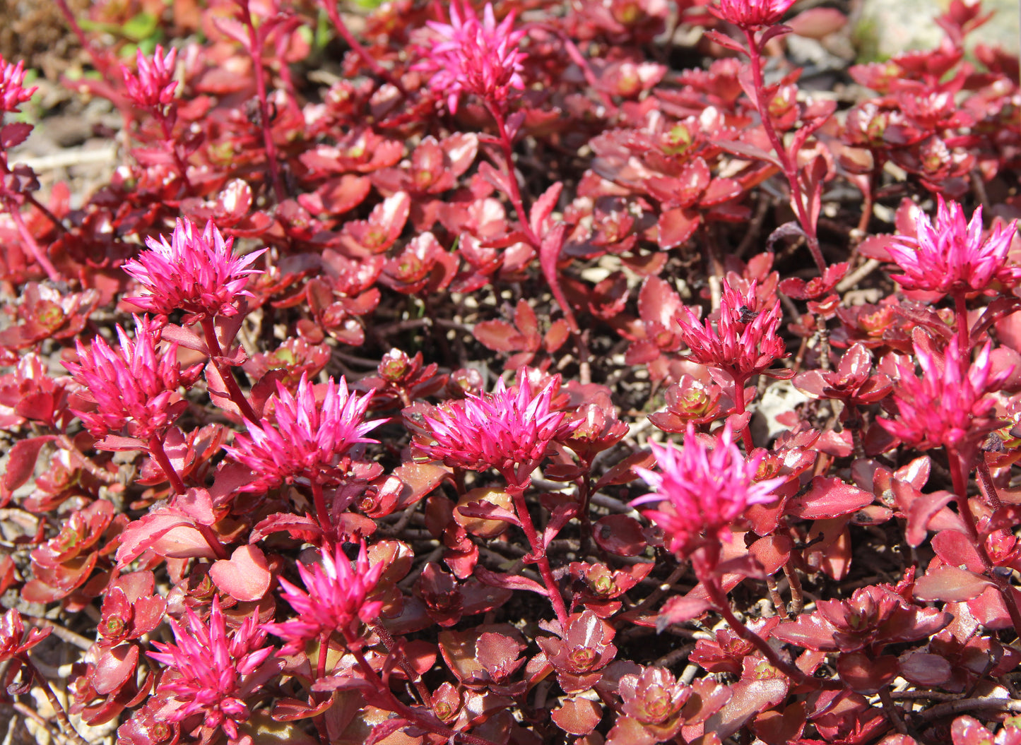 50 Red DRAGONS BLOOD SEDUM Stonecrop Sedum Spurium Flower Seeds