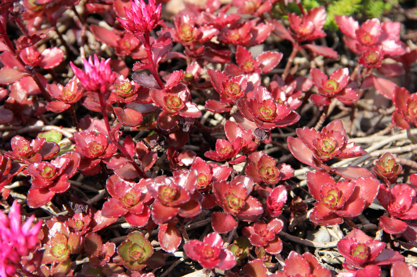 50 Red DRAGONS BLOOD SEDUM Stonecrop Sedum Spurium Flower Seeds