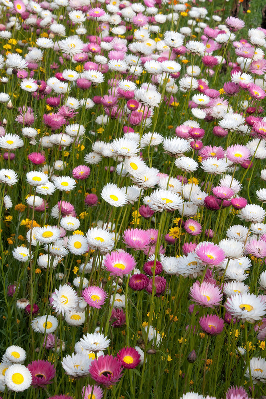 100 MIXED DOUBLE ACROCLINIUM aka Paper Daisy Helipterum Roseum Flower Seeds