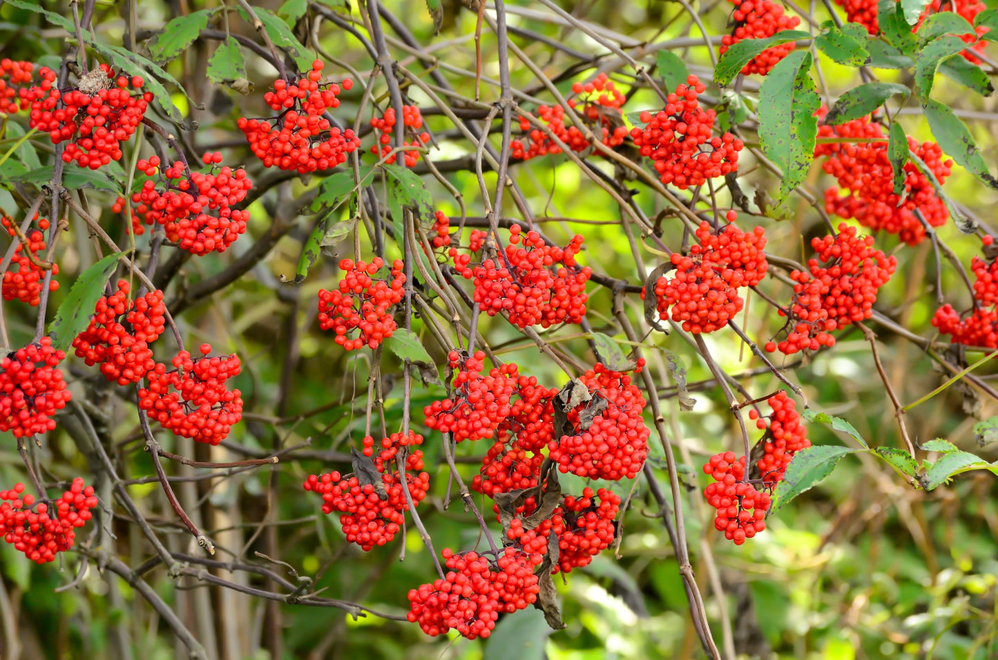 100 RED ELDERBERRY Sambucus Racemosa Scarlet Mountain Elder Bunchberry Tree Shrub Fruit Berry Seeds