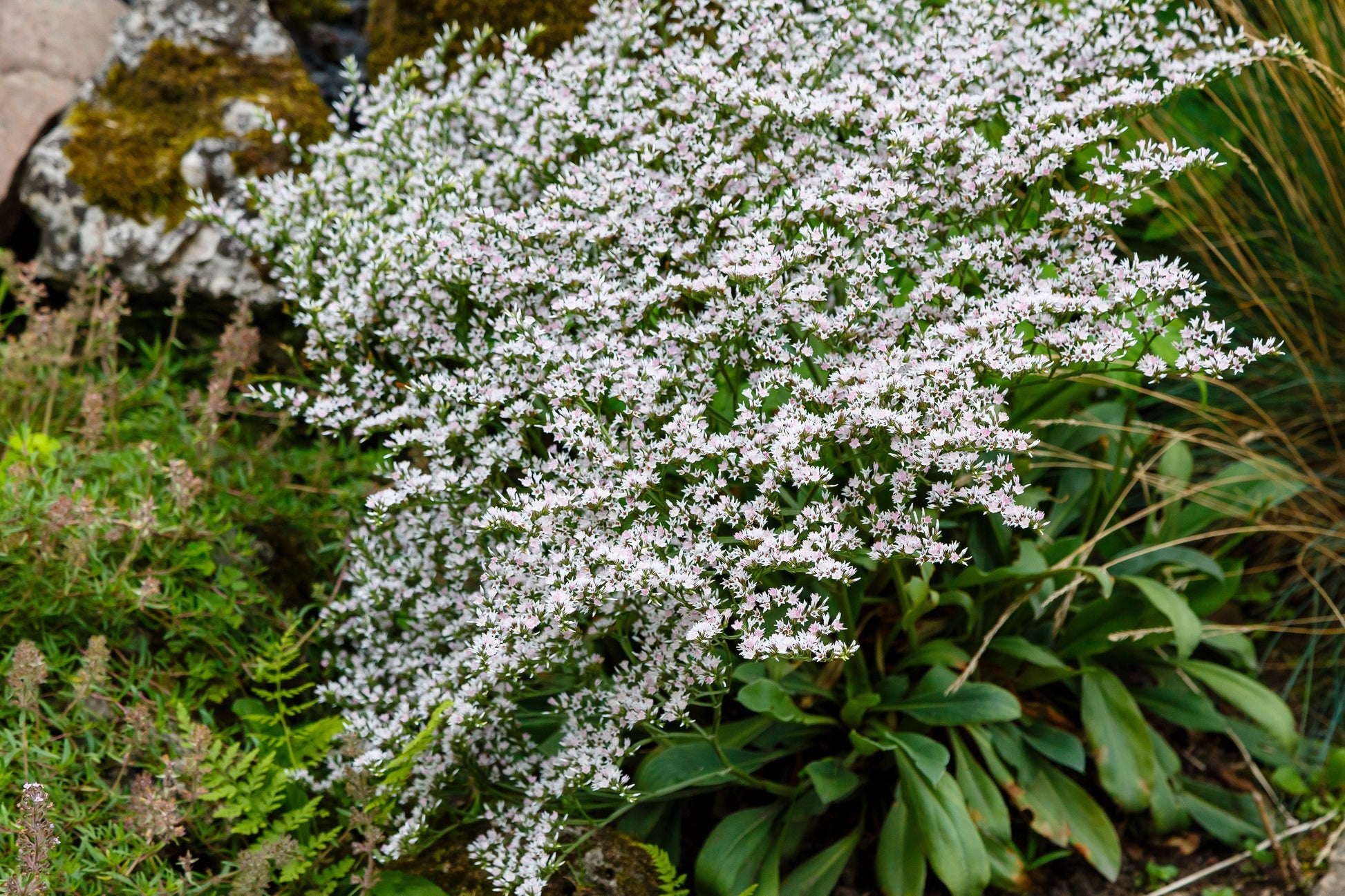german lavender plant 30 GERMAN STATICE White Sea Lavender Goniolimon Tataricum Limonium Flo – Seedville USA
