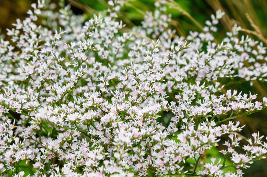 30 GERMAN STATICE White Sea Lavender Goniolimon Tataricum Limonium Flower Seeds