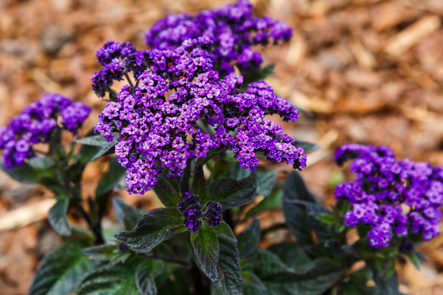 50 Blue MARINE HELIOTROPE Heliotropium Arborescens Flower Seeds