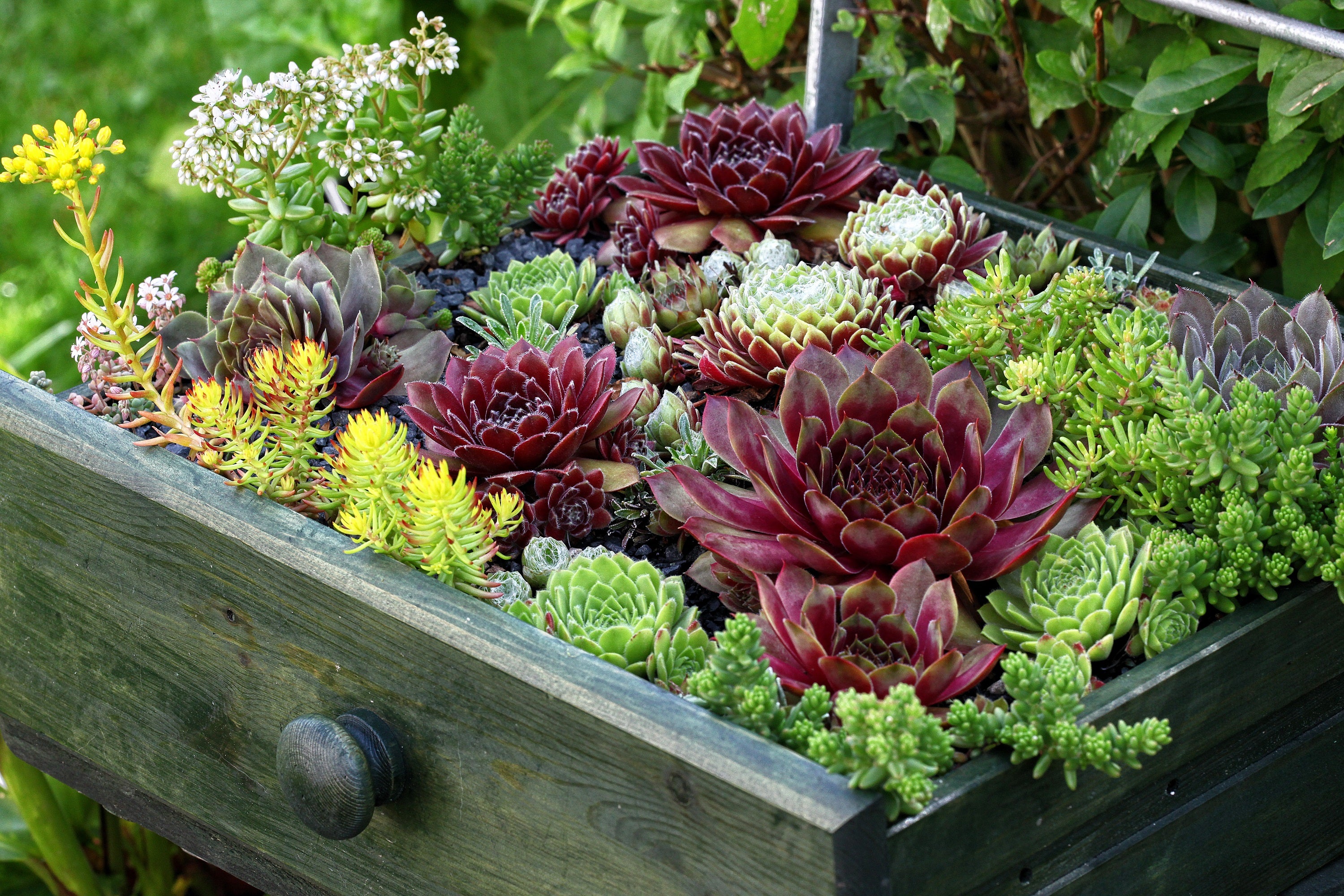 Seedville Hens & Chicks Succulent Seeds - Thumbnail 2