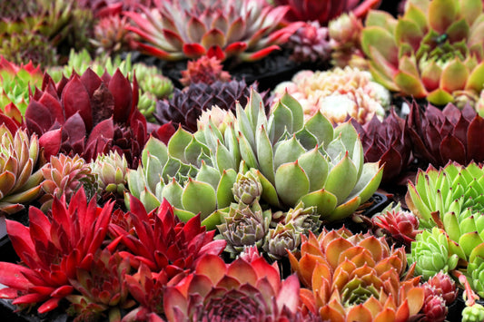 25 MIXED HENS & CHICKS Chickens Succulent (Live Forever) Sempervivum Flower Seeds
