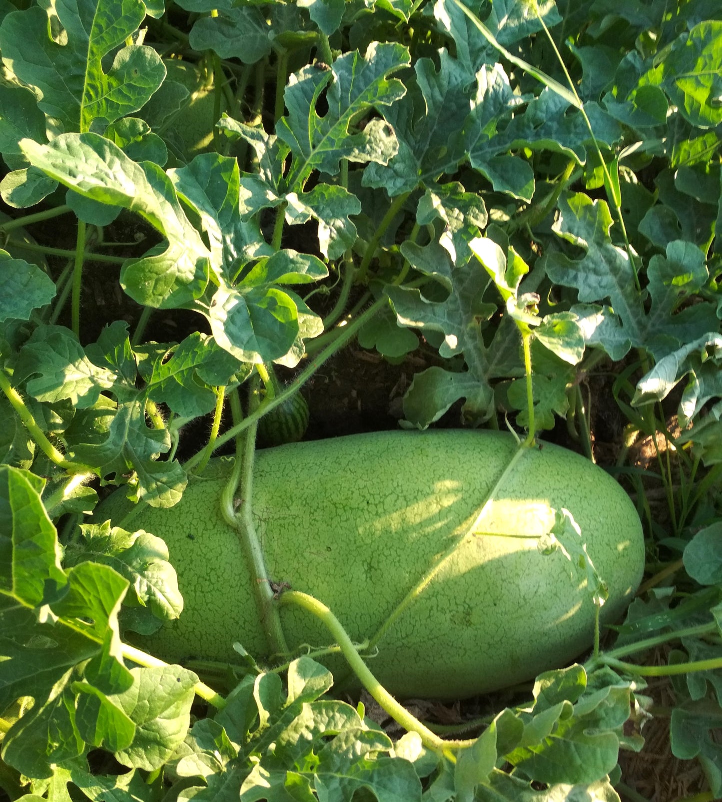 50 CHARLESTON GRAY WATERMELON Citrullus Lanatus Red Fruit Melon Seeds