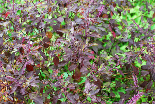 200 Purple Krishna Tulsi HOLY BASIL Ocimum Sanctum Tenuiflorum Herb Flower Seeds