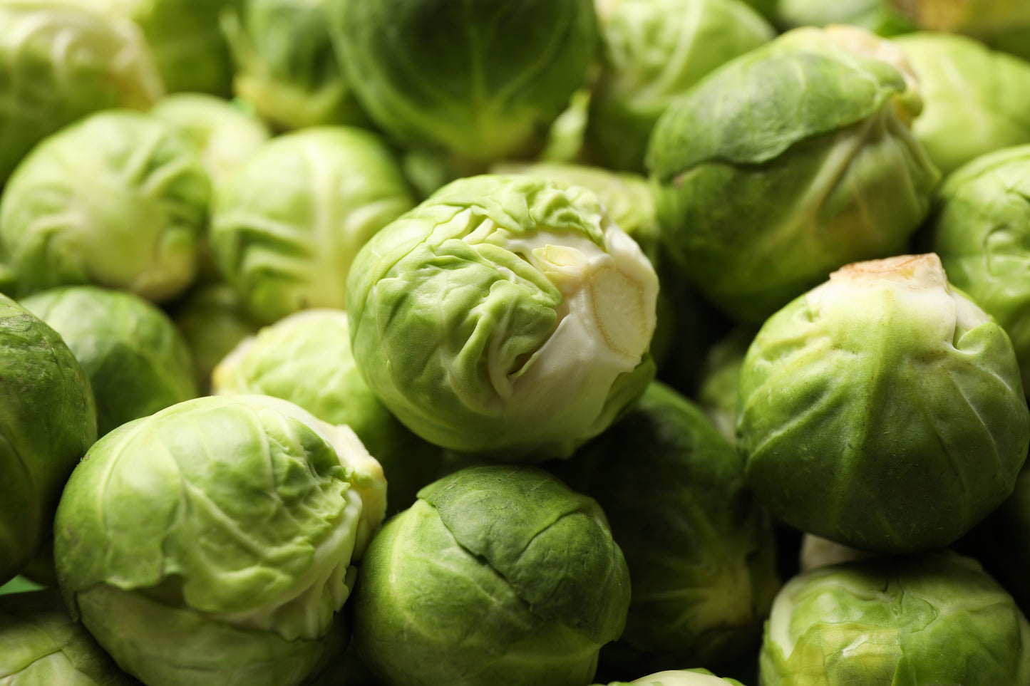 1000 Long Island IMPROVED BRUSSEL SPROUTS Brassica Oleracea Gemmifera Vegetable Seeds