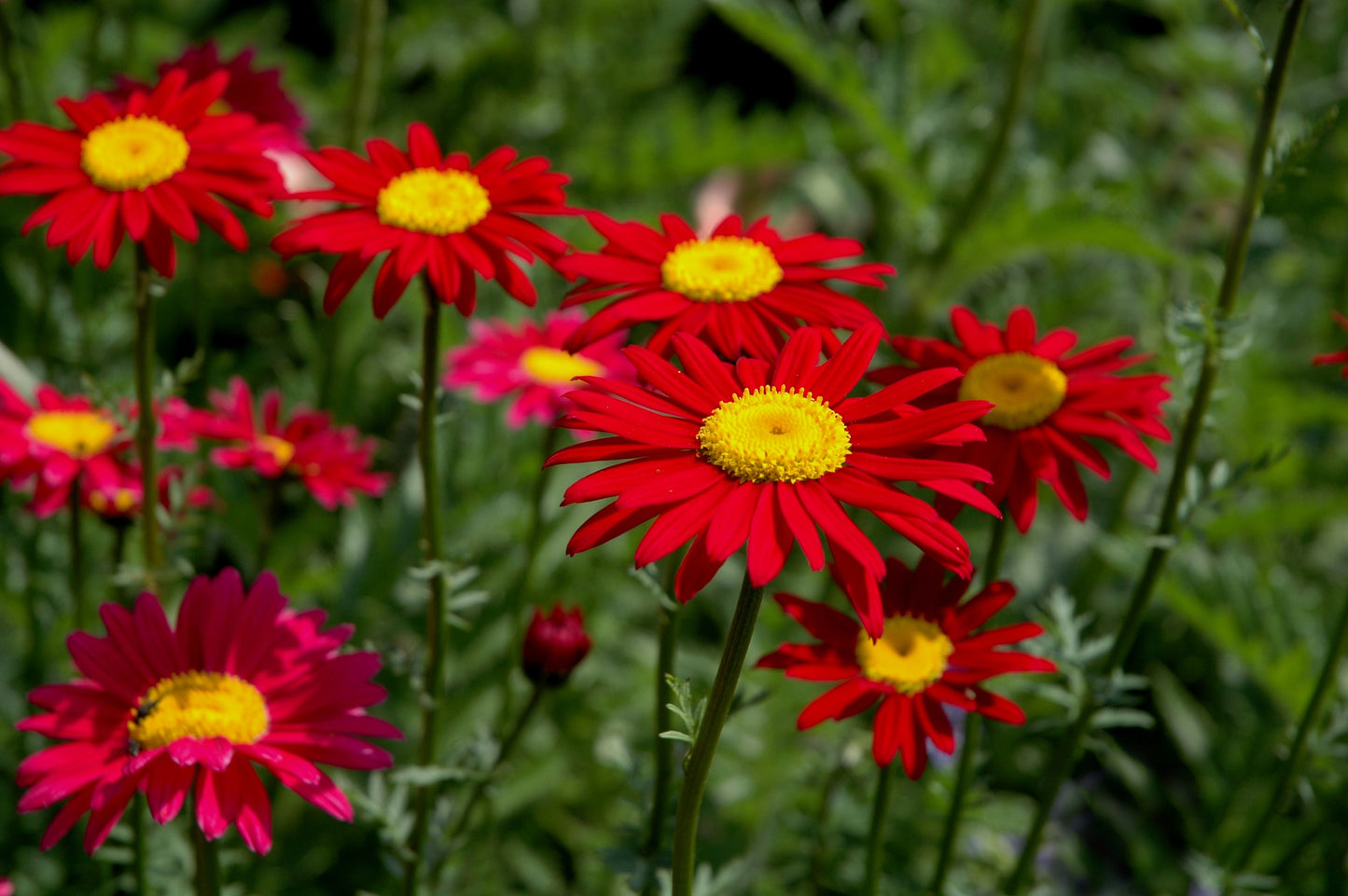 100 RED ROBINSONS DAISY Painted Chrysanthemum Coccineum Pyrethrum Flower Seeds