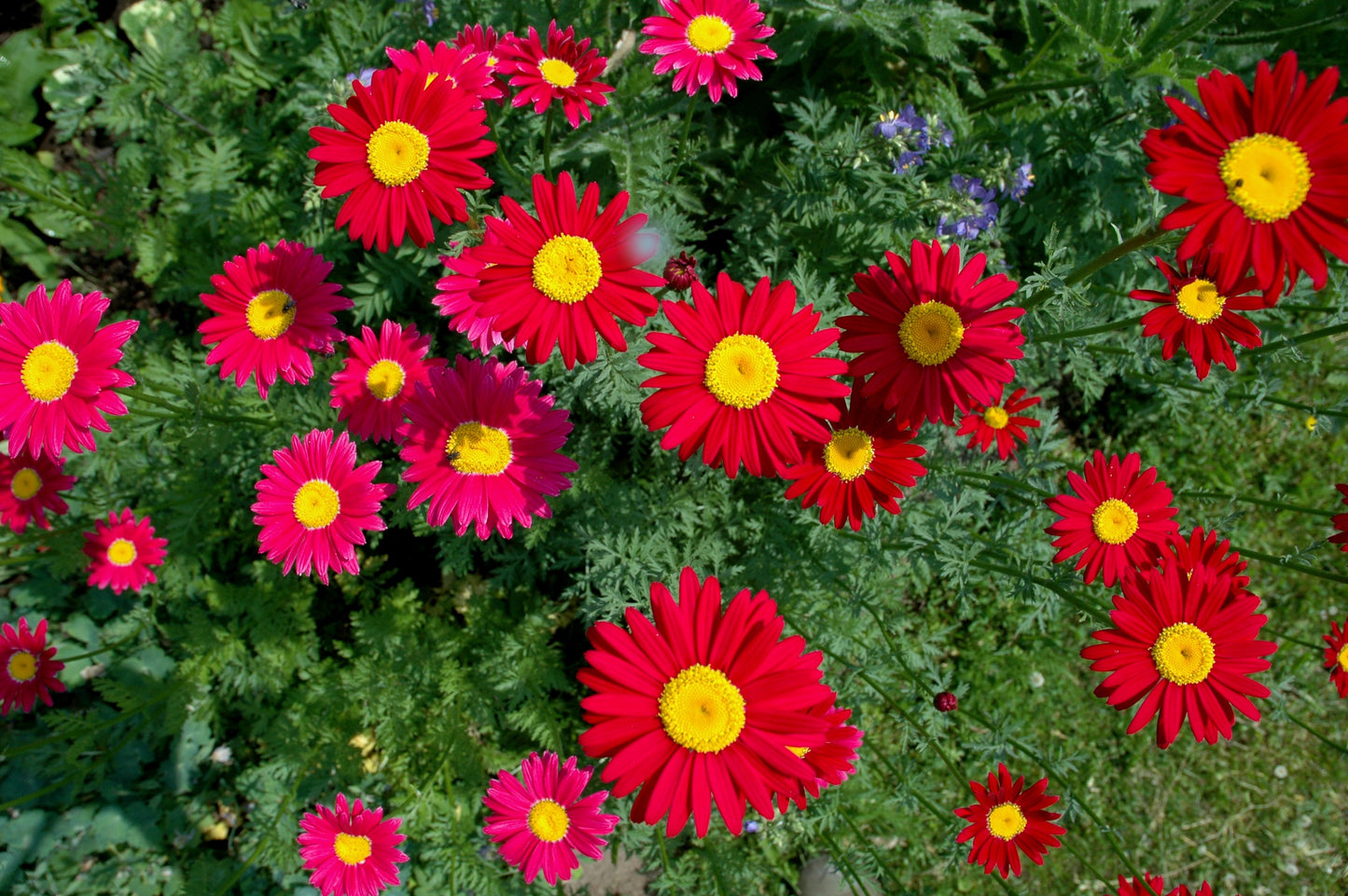 100 RED ROBINSONS DAISY Painted Chrysanthemum Coccineum Pyrethrum Flower Seeds