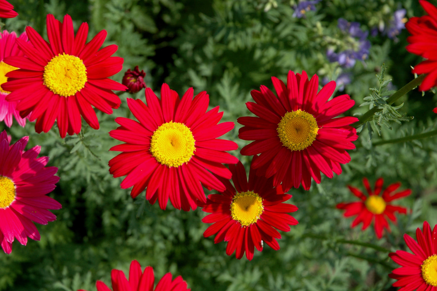 100 RED ROBINSONS DAISY Painted Chrysanthemum Coccineum Pyrethrum Flower Seeds