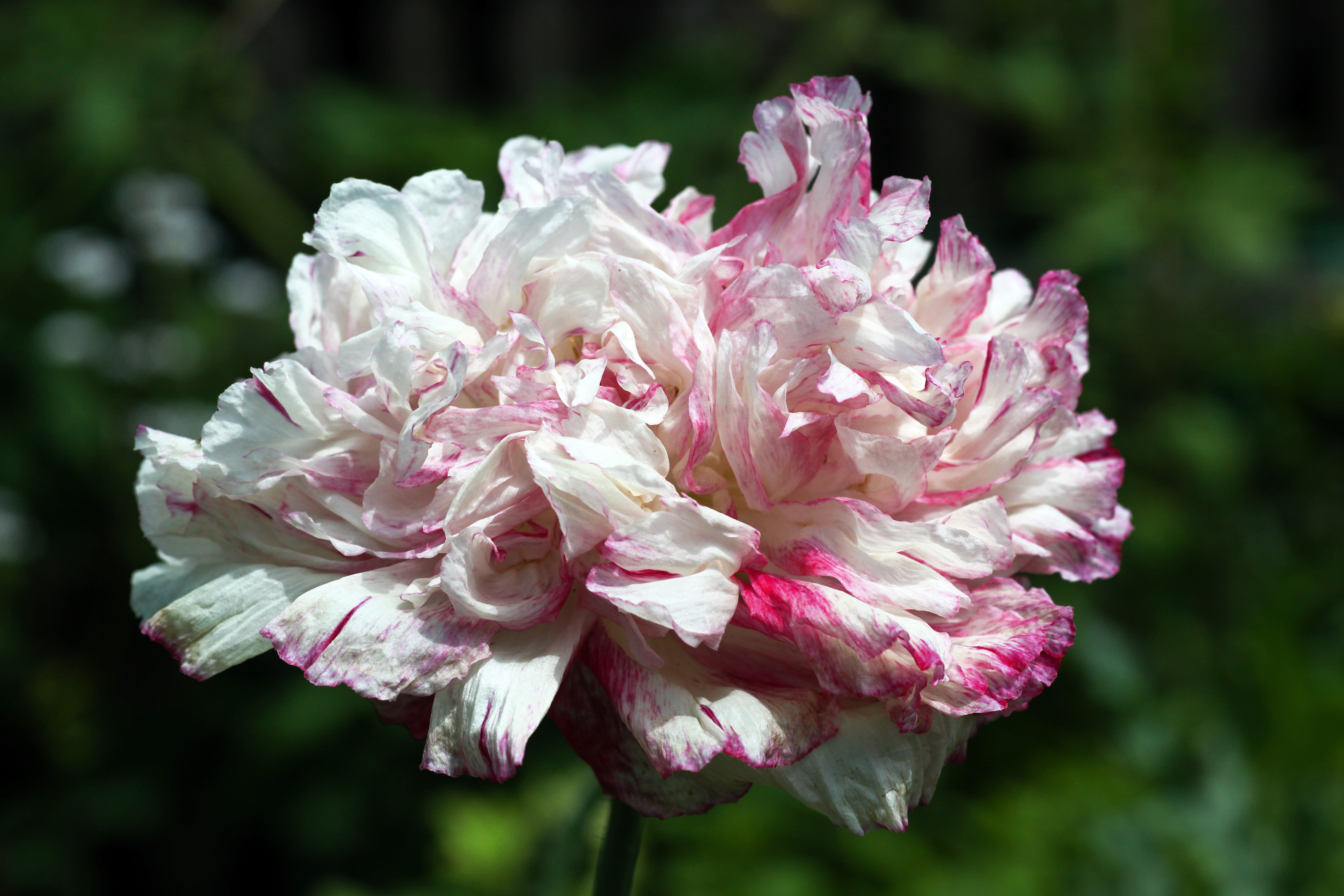 100 Flemish Antique PEONY POPPY MIXED Colors Papaver Peoniflorum