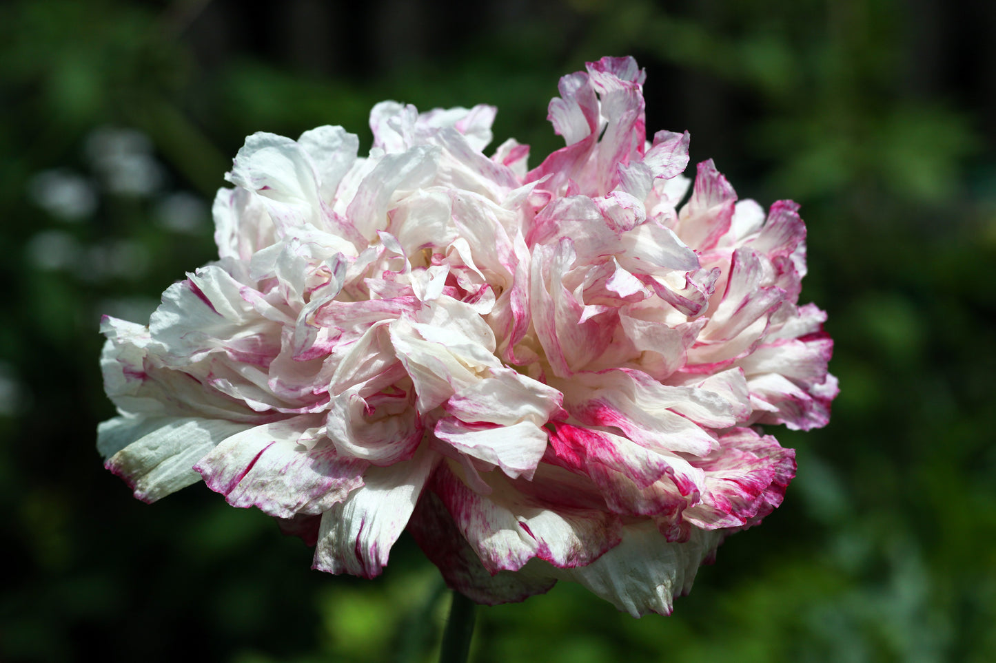 100 Flemish Antique PEONY POPPY MIXED Colors  Papaver Peoniflorum Flower Seeds