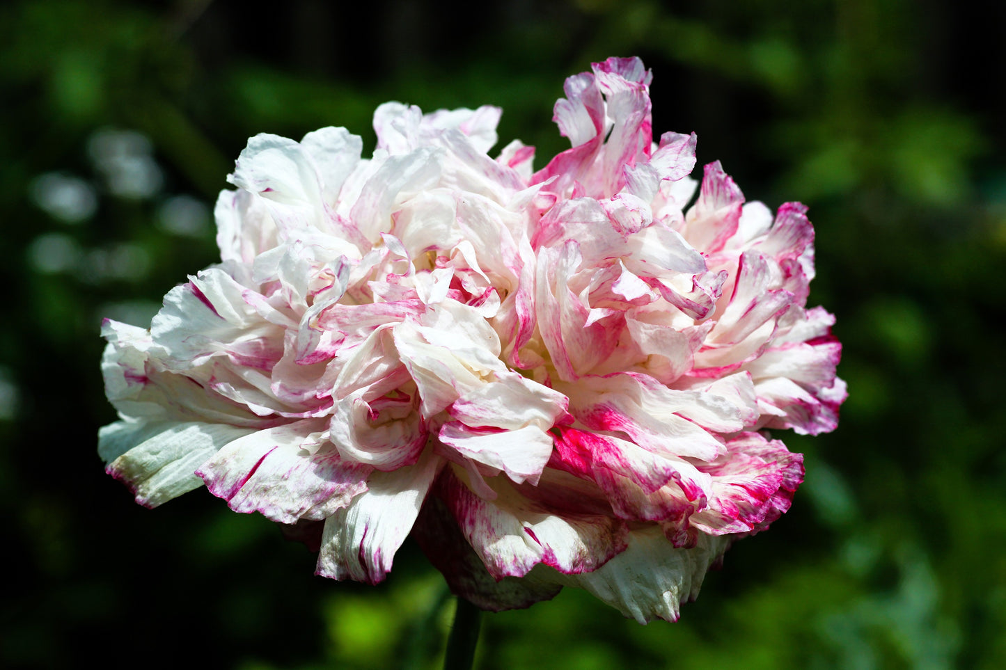 250 Organic PEONY POPPY MIX Papaver Paeoniflorum Mixed Colors Red, White, Pink, Black, Purple, Salmon, Bronze, Lilac, & Bicolor Flower Seeds