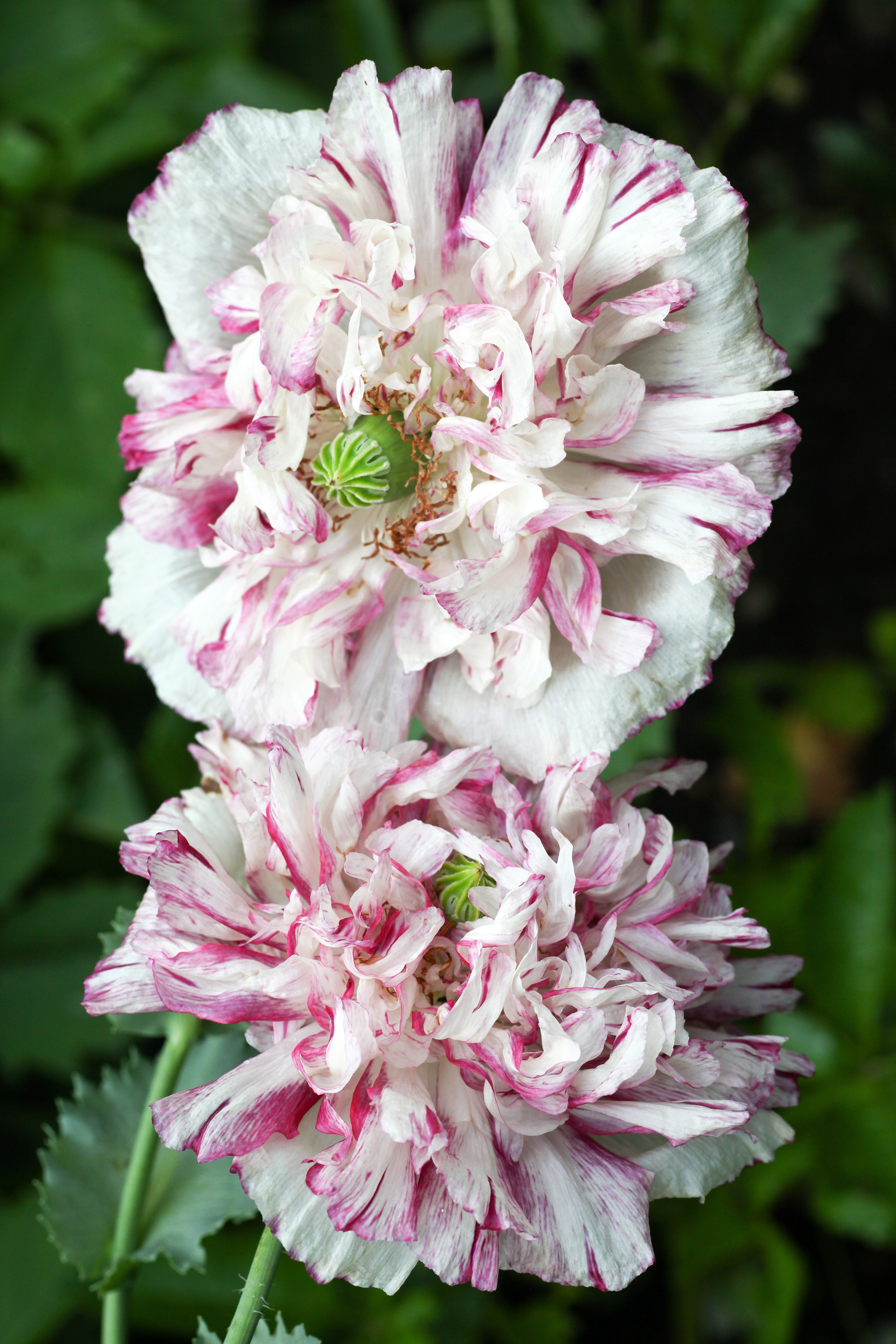 100 Flemish Antique PEONY POPPY MIXED Colors Papaver Peoniflorum