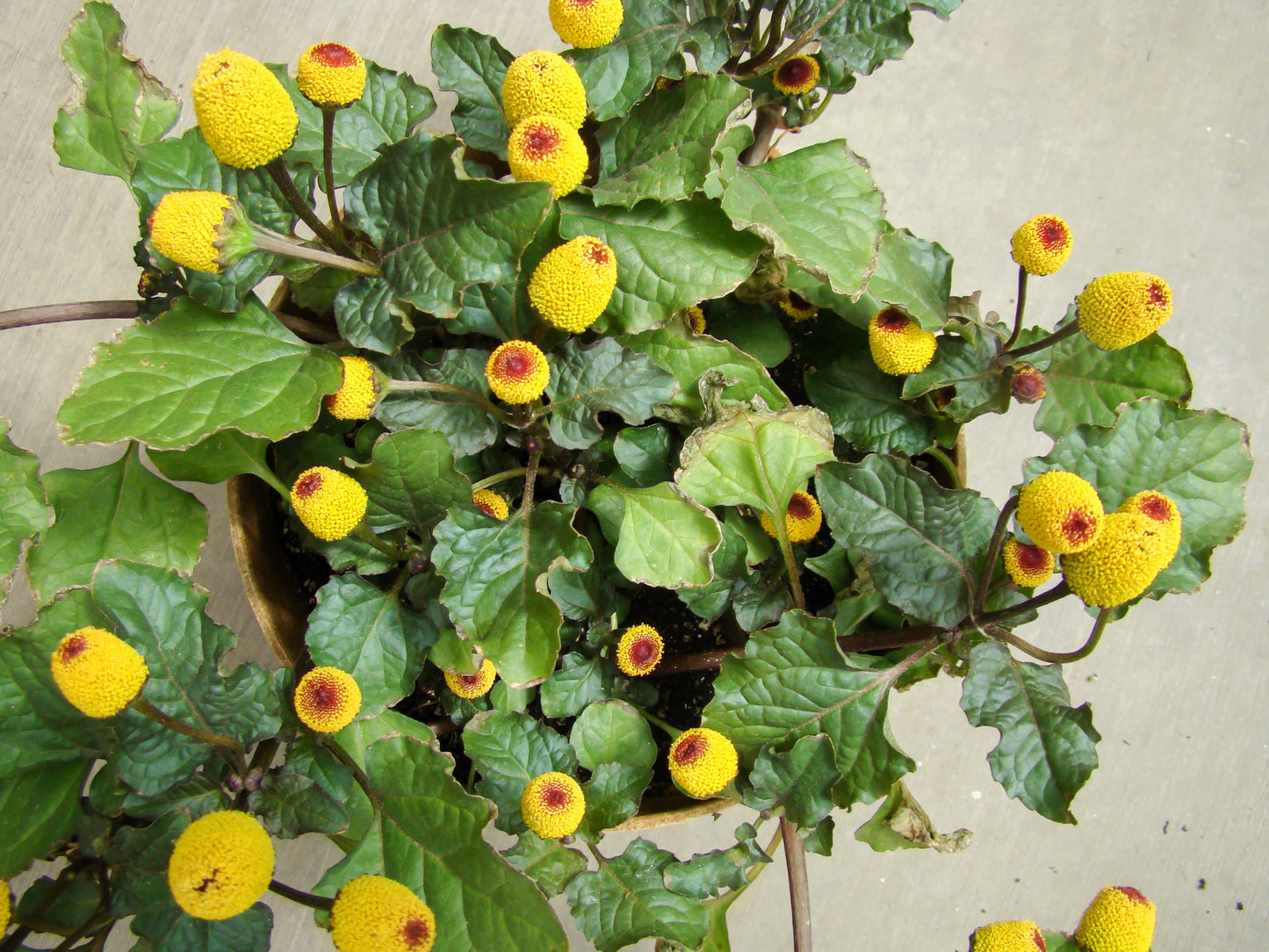 100 TOOTHACHE / EYEBALL PLANT Spilanthes Oleracea Red & Yellow Flower Herb Seeds