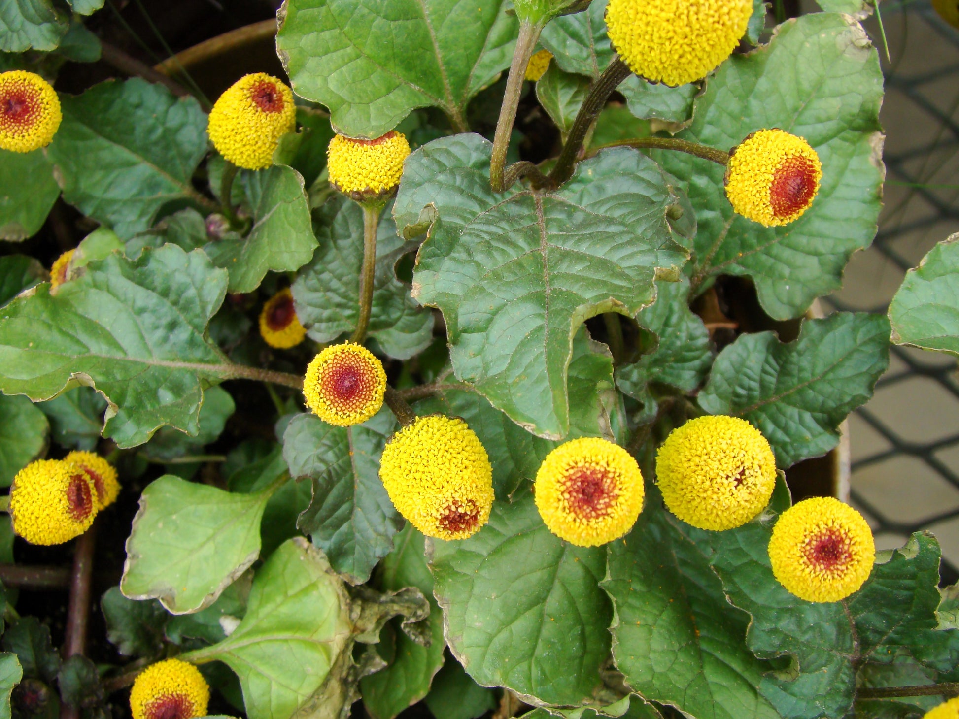 eyeball plant seeds 100 TOOTHACHE / EYEBALL PLANT Spilanthes Oleracea Red & Yellow Flower Herb Seeds
