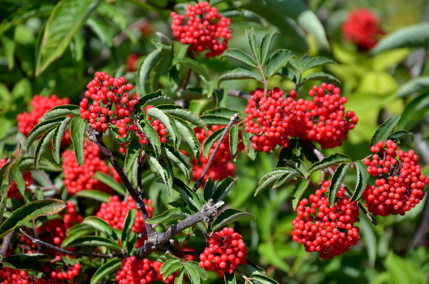 100 RED ELDERBERRY Sambucus Racemosa Scarlet Mountain Elder Bunchberry Tree Shrub Fruit Berry Seeds