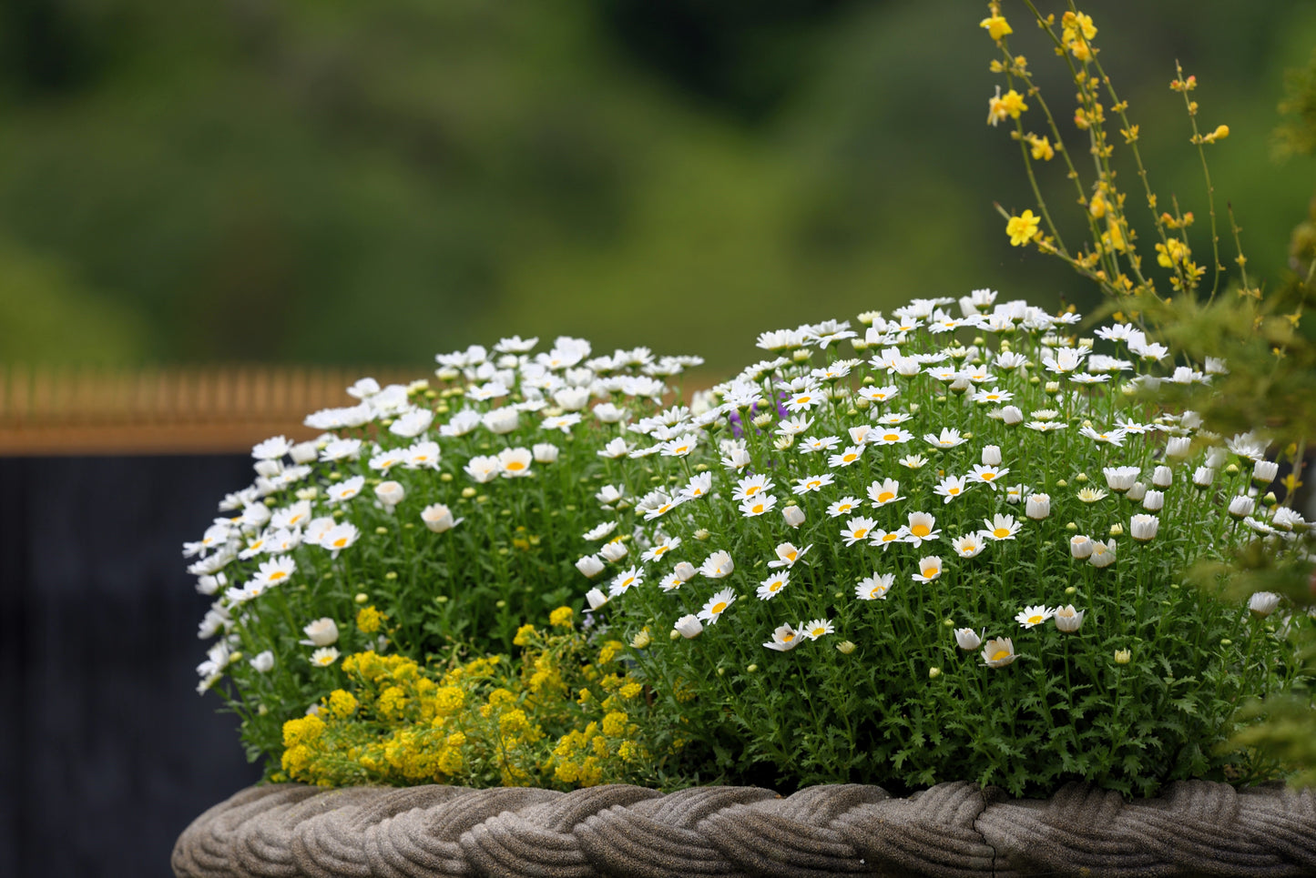 100 White DWARF CREEPING DAISY Chrysanthemum Paludosum Flower Seeds