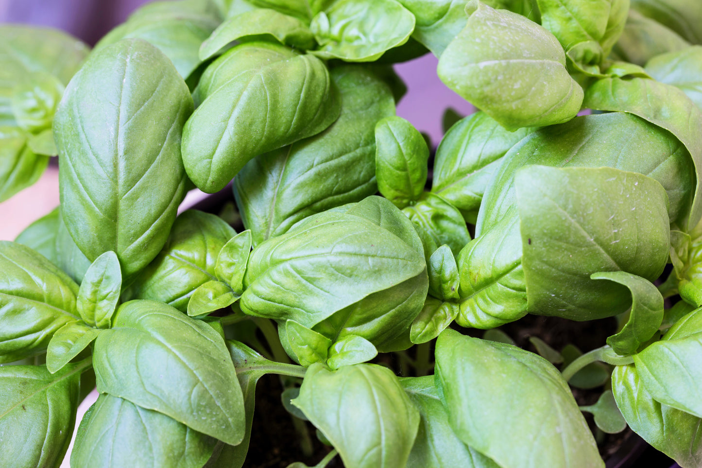 1000 Italian LARGE LEAF BASIL Ocimum Basilicum Herb Flower Seeds