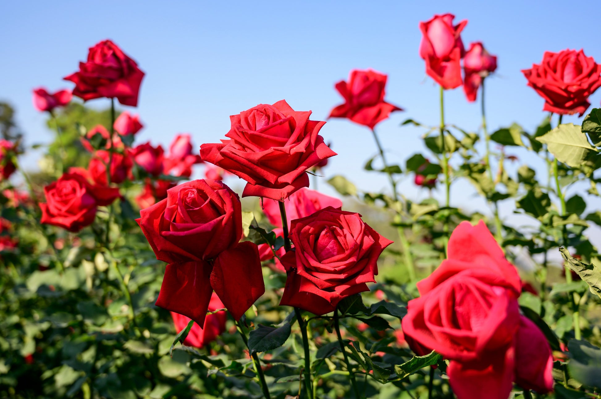 rose flower seeds online 5 RED ROSE Rosa Bush Shrub Perennial Flower Seeds