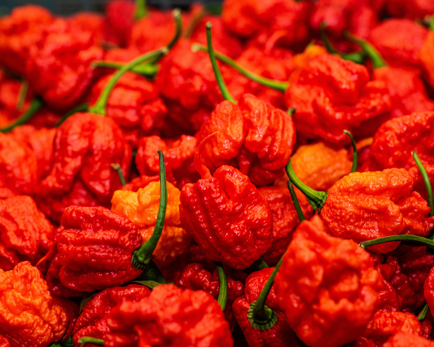 10 Red CAROLINA REAPER PEPPER World's Hottest Capsicum Chinense Hot Chili Vegetable Seeds