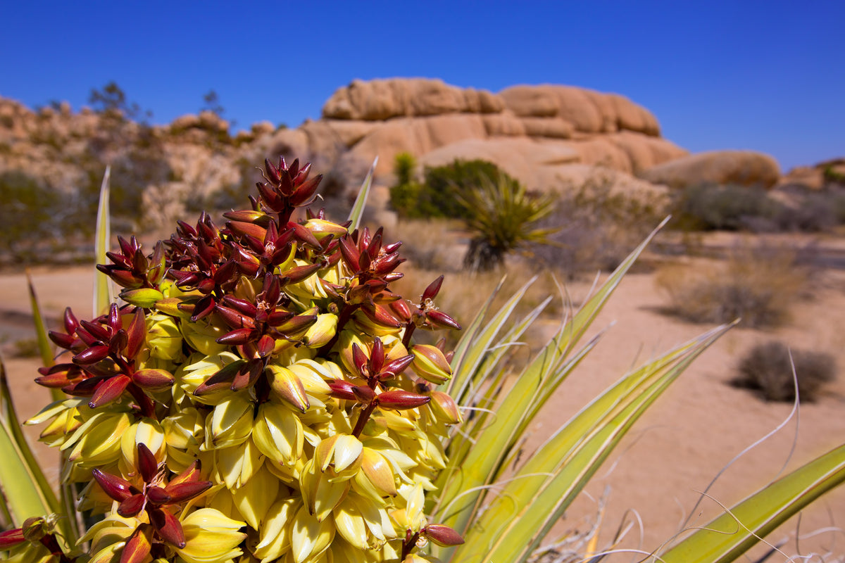 5 JOSHUA TREE Palm Tree Yucca Brevifolia White Flowers Cactus Succulent Native Seeds