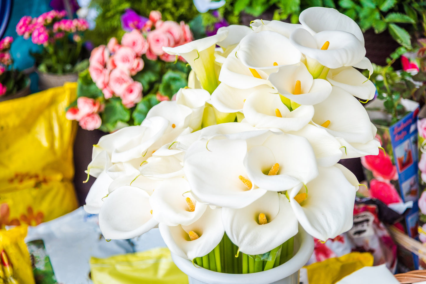 10 *Seeds WHITE CALLA LILY Zantedeschia Aethiopica Arum Trumpet Lily Flower Houseplant