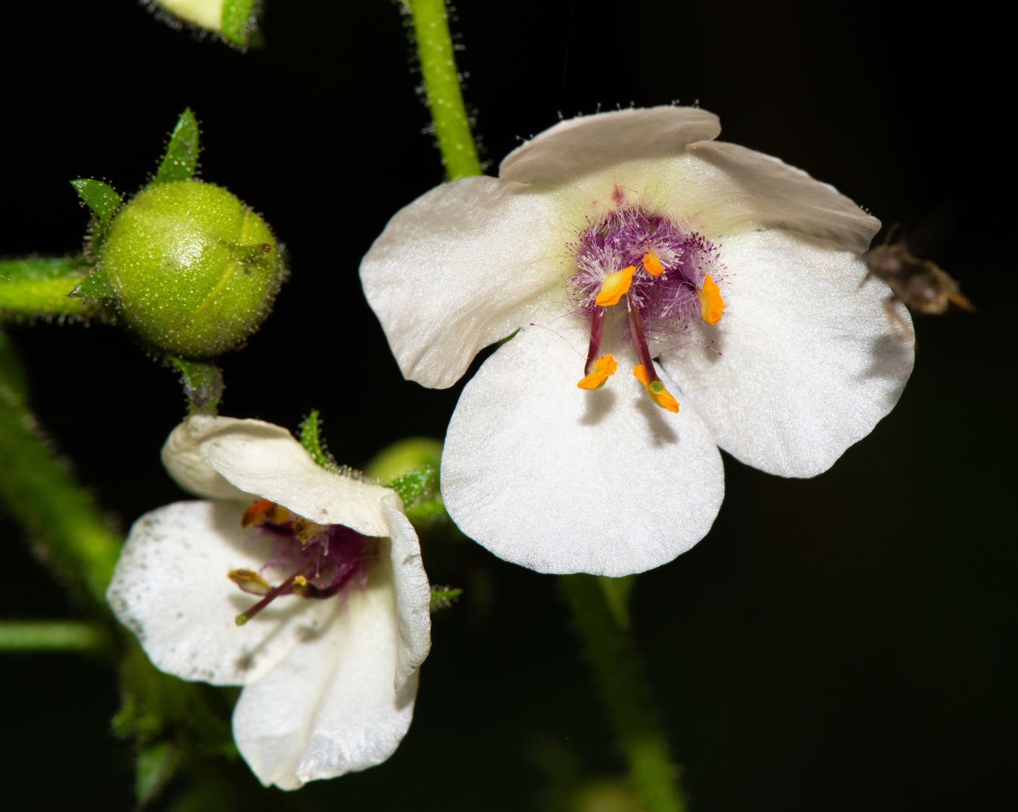 50 WEDDING CANDLES VERBASCUM Chaixii Album Mullein White Purple Flower Seeds