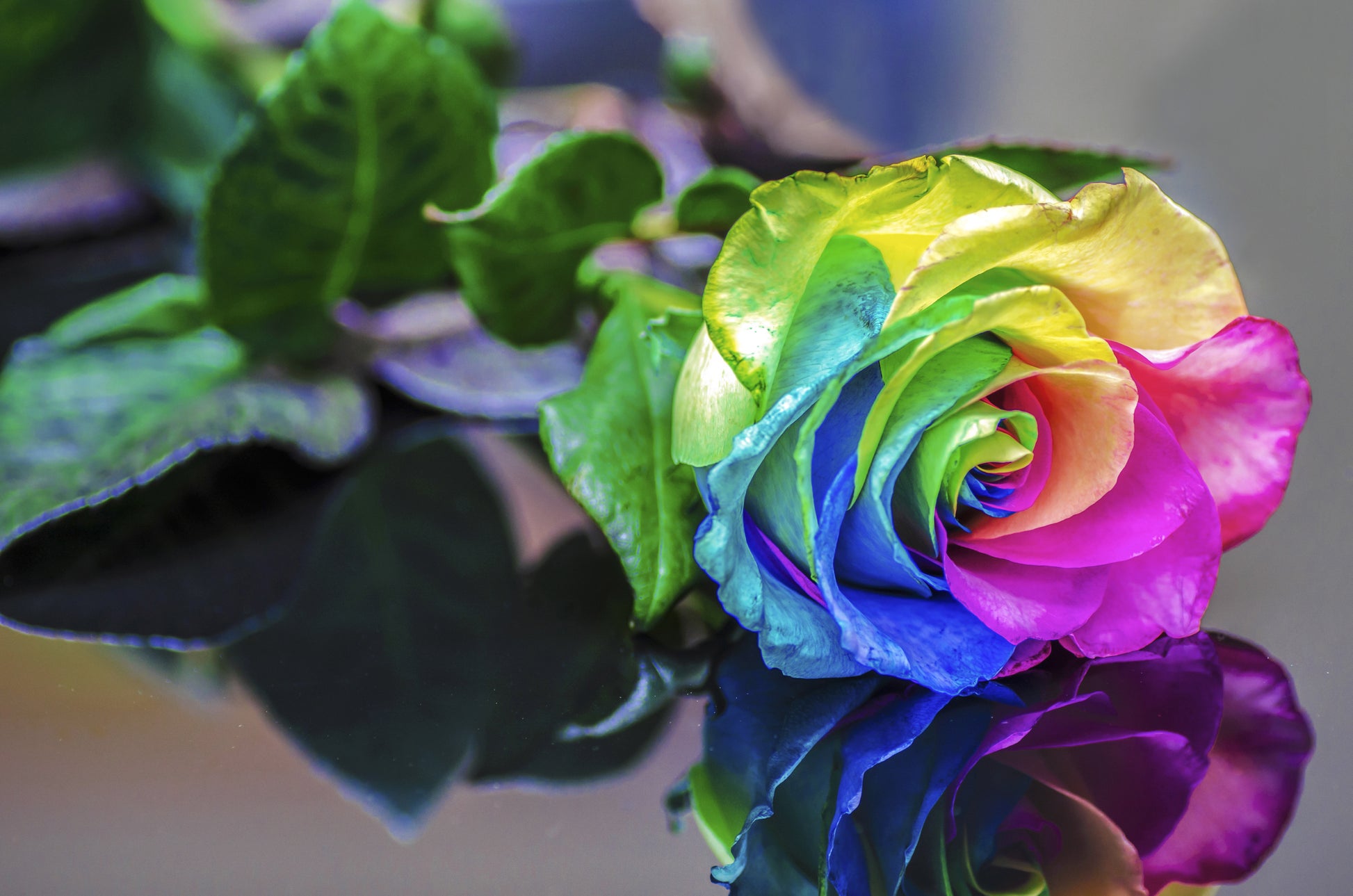 rainbow rose seeds real or fake Make Your Own