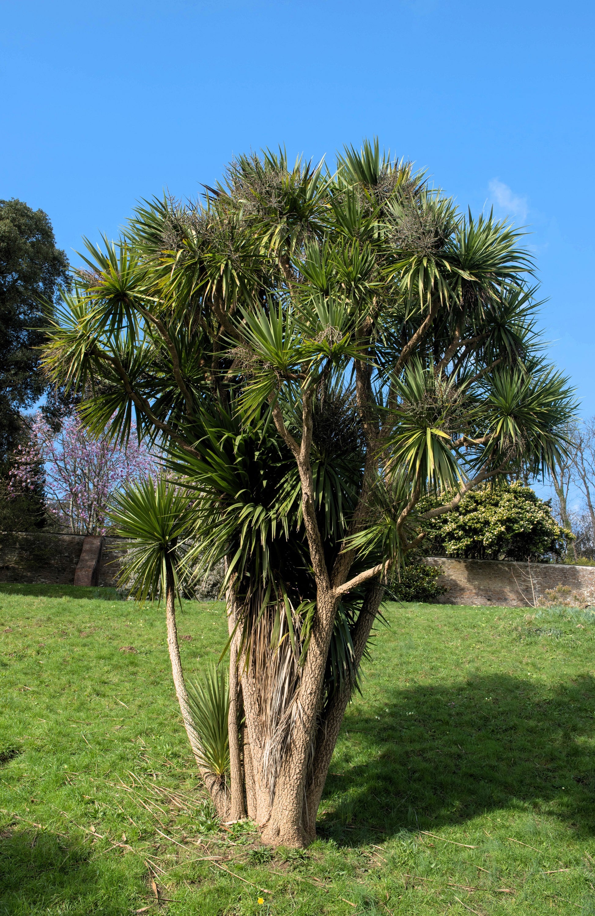 cordyline palm plants 50 CABBAGE PALM / GIANT DRACAENA Australis Cordyline Tree Houseplant Seeds