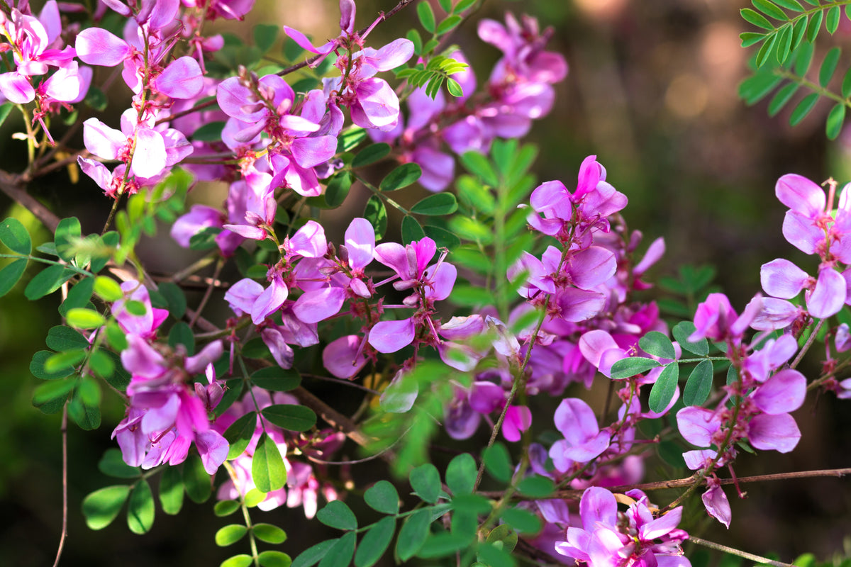 50 TRUE INDIGO Dye Indigo Indigofera Tinctoria Pink Purple Sub Shrub F ...
