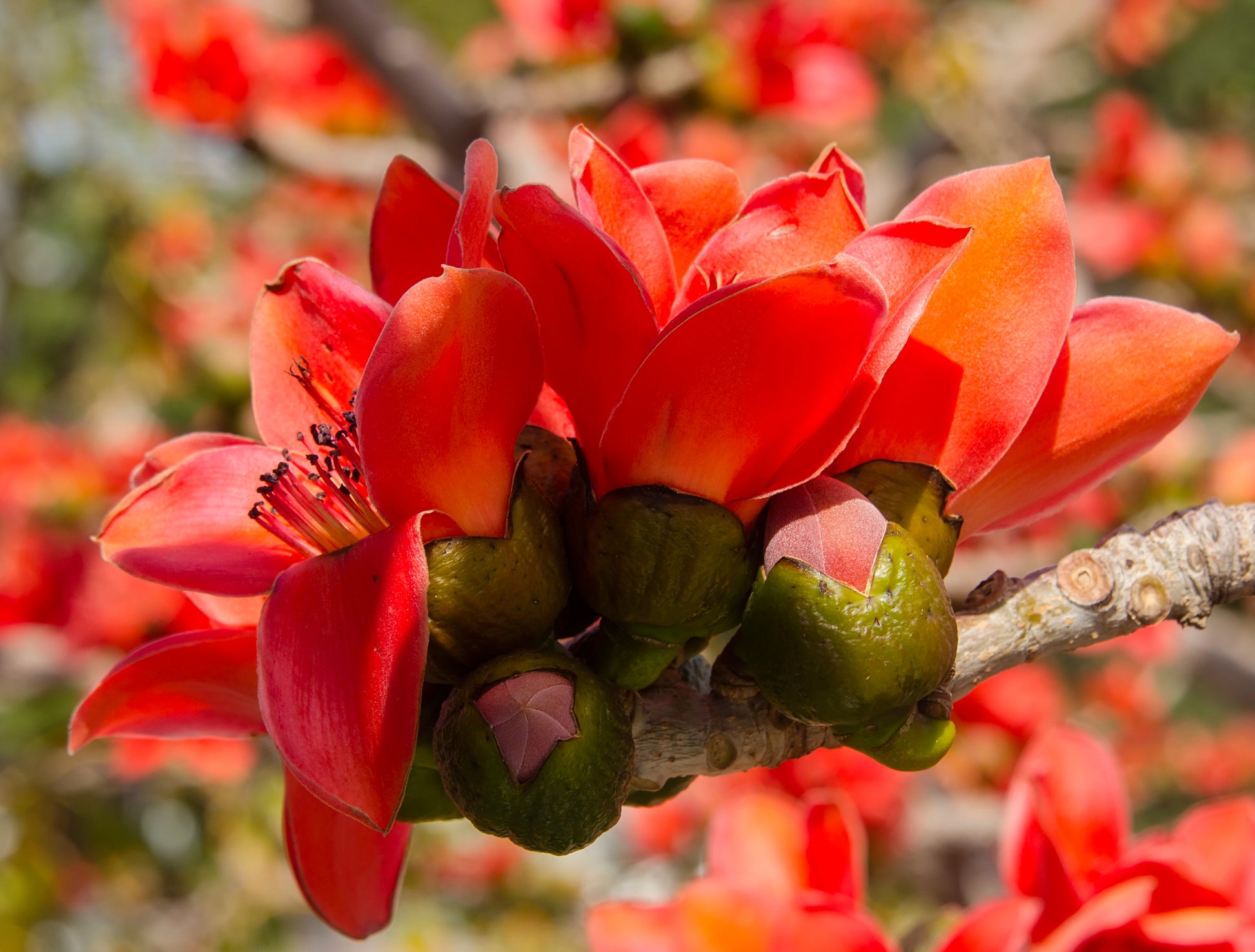 tropical plant seeds usa 10 RED SILK COTTON Tree Bombax Ceiba Kapok Tropical Flower Seeds