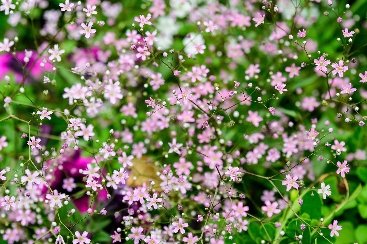 350 RED BABYS BREATH Gypsophila Elegans Baby's Breath Flower Seeds