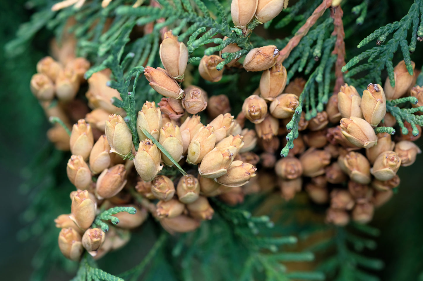 25 THUJA TREE Cedar Thuja Occidentalis Conifer Seeds