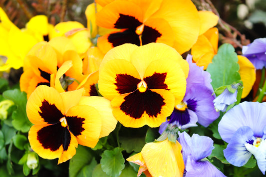 50 YELLOW & BROWN PANSY Swiss Giant Violet Viola Wittrockiana Flower Seeds