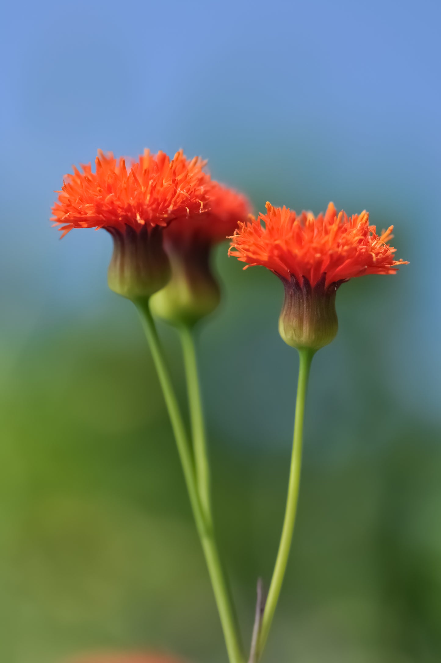 50 Red LADY'S PAINTBRUSH Tassel Flower Emilia Javanica Coccinea 'Scarlet Magic' Seeds