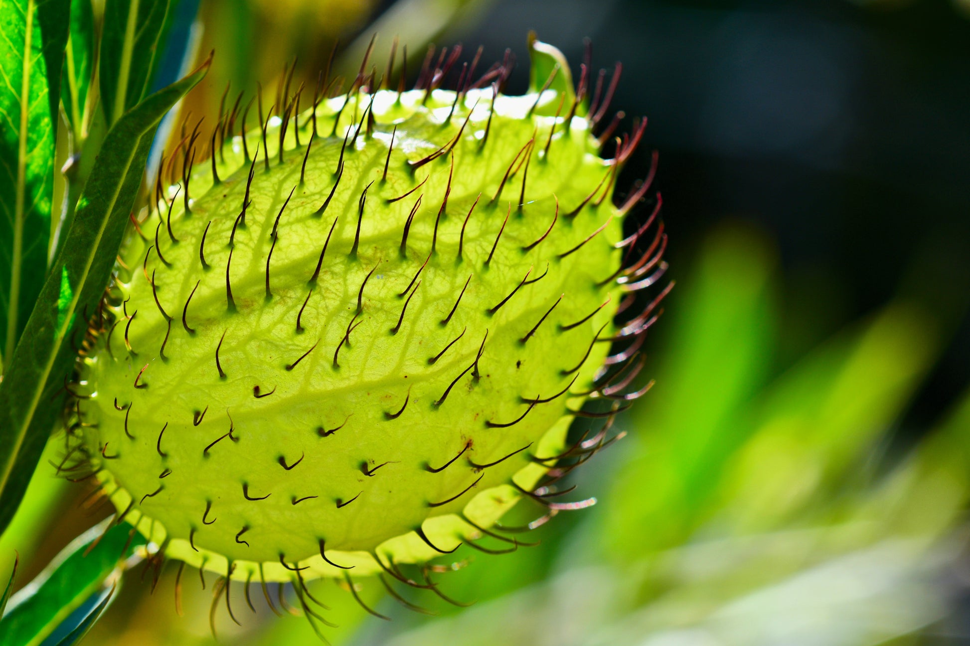 butterfly weed plant seed pods 10 SWAN MILKWEED Hairy Balls Butterfly Weed Asclepias Gomphocarpus Fru – Seedville USA
