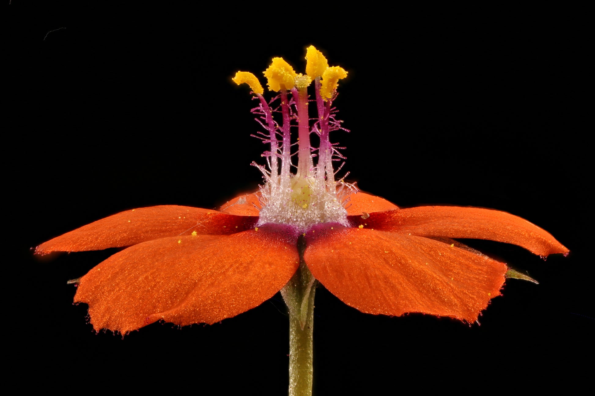 scarlet pimpernel flower seeds 100 SCARLET PIMPERNEL (Adders Eyes) Anagallis Arvensis Flower Seeds