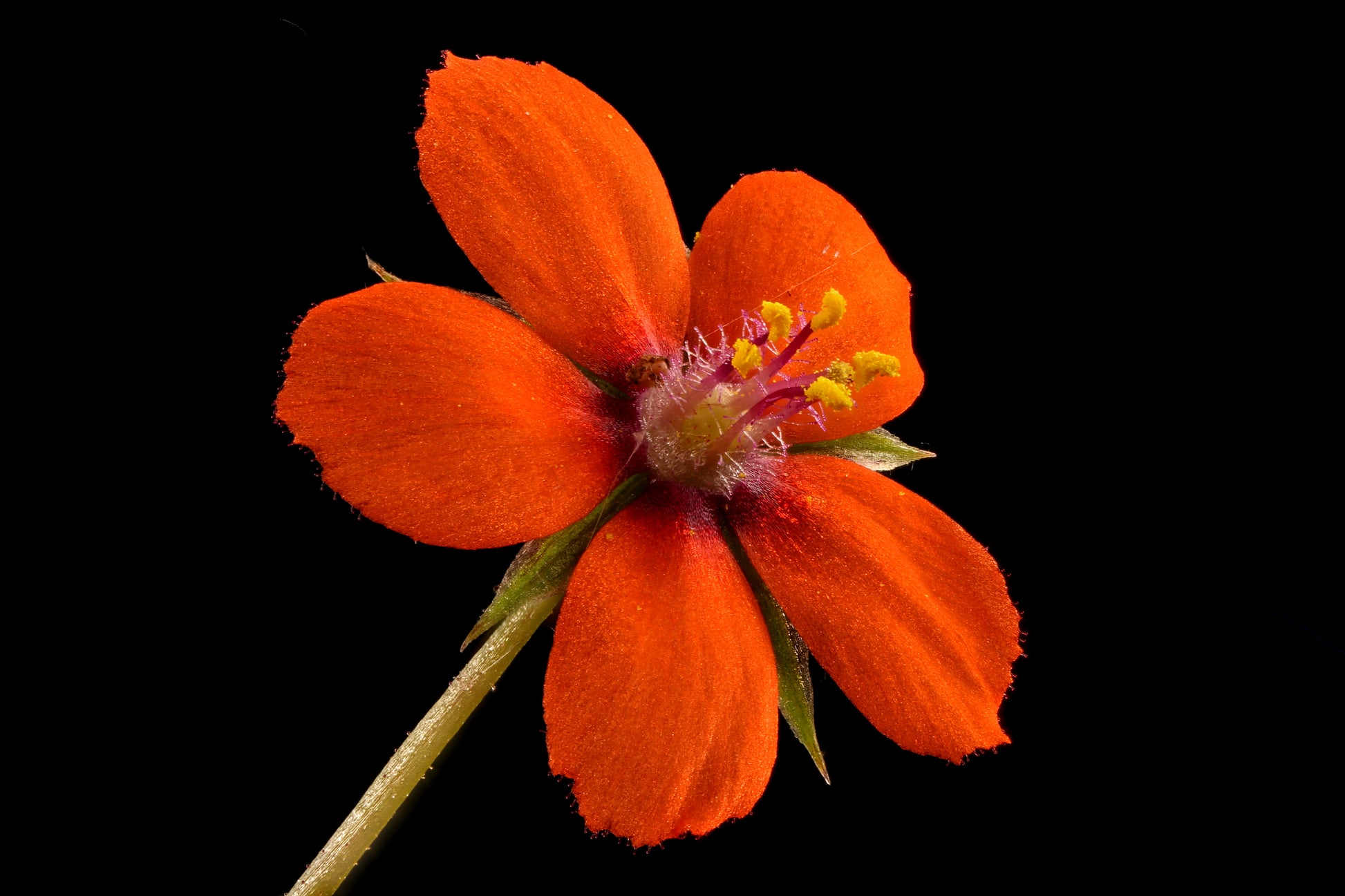 scarlet pimpernel flower seeds 100 SCARLET PIMPERNEL (Adders Eyes) Anagallis Arvensis Flower Seeds