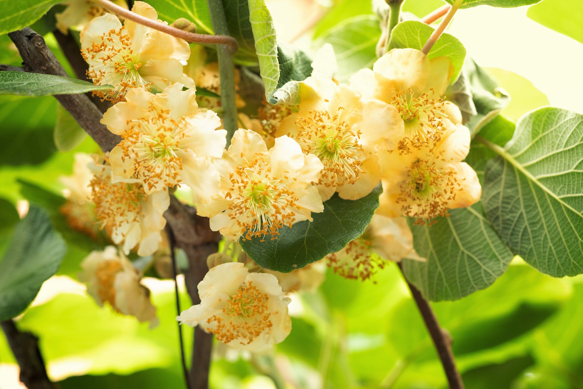 kiwi fruit plant seeds 100 KIWI FRUIT Kiwi Actinidia Vine Seeds (Kiwifruit / Hardy Kiwi / Tar – Seedville USA
